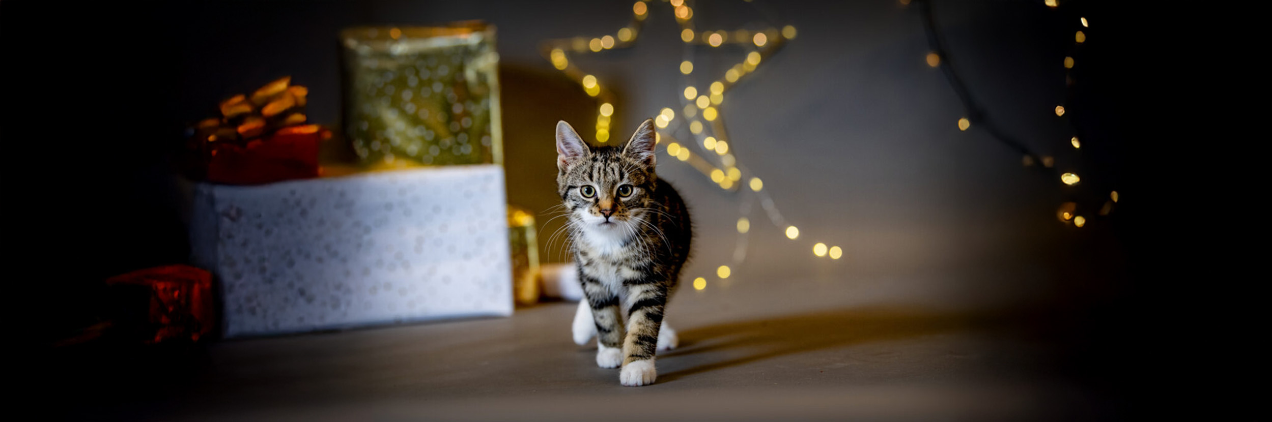 Hond wordt verzorgd door dierenarts